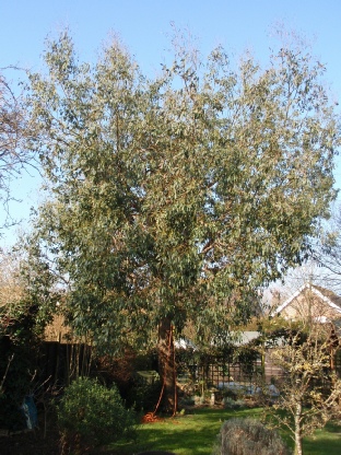 Townscape Tree surgery works Reduction